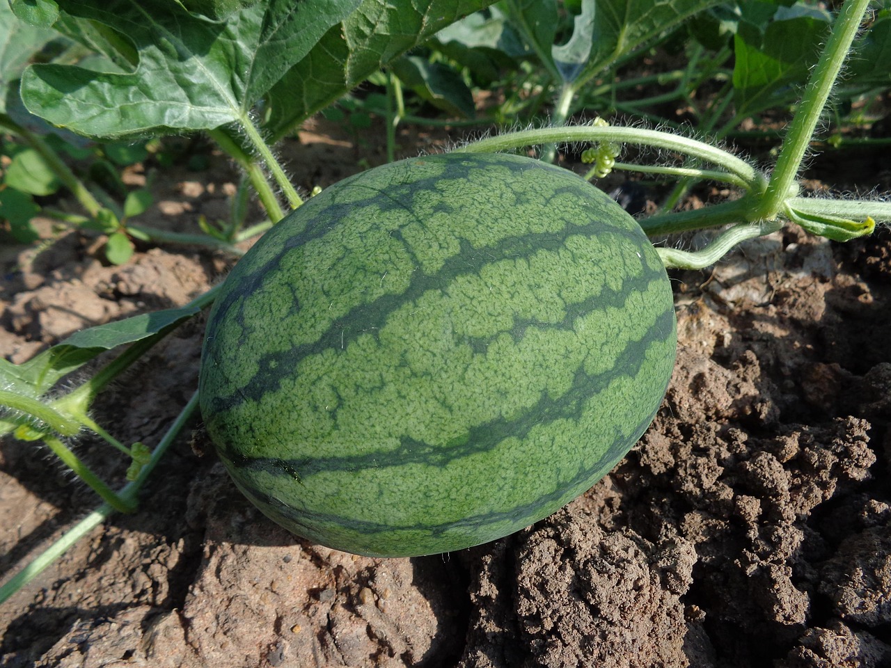 watermelon, fruit, harvest, produce, organic